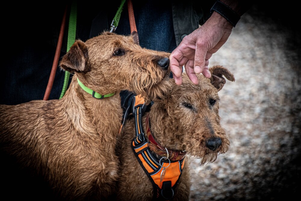 2025 Summer Breed Walk